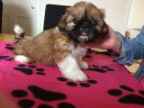 Vends superbes chiots Shih Tzu