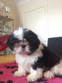 Vends superbes chiots Shih Tzu