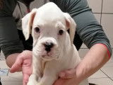 Magnifique chiot Boxer LOF &agrave; vendre