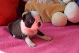 Chiots de race Boston Terrier &agrave; vendre (1 femelle & 3 m&acirc;les)