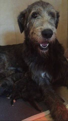 Chiots de race Irish Wolfhound à vendre (4 femelles & 6 mâles)