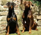 Douce Dobermann brune à vendre