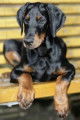 Chiots Dobermanns à vendre