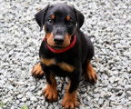 Chiots Dobermanns à vendre