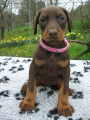 Chiots Dobermanns à vendre