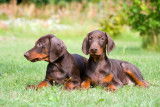 Chiots Dobermanns à vendre