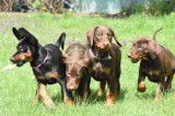 Chiots Dobermanns à vendre