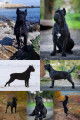 Chiots Cane Corso - Parents champions