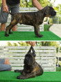 Chiots Cane Corso - Parents champions