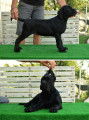 Chiots Cane Corso - Parents champions