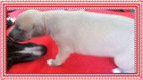 Chiots de race Whippet à vendre (6 femelles)