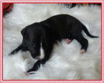 Chiots de race Whippet à vendre (6 femelles)