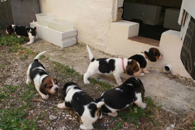 Chiots Beagles mâles & femelles vaccinés/pucés LOF à vendre