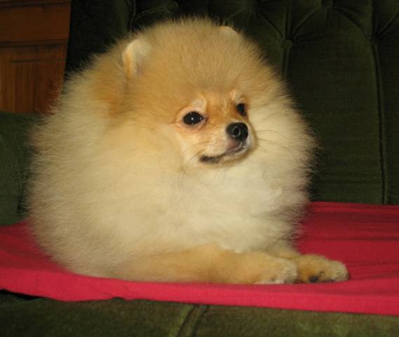 Adorable chiot Spitz Pomeranian à vendre