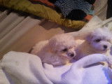Chiot d'apparence Bichon Maltais à vendre
