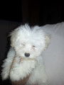 Chiot d'apparence Bichon Maltais à vendre