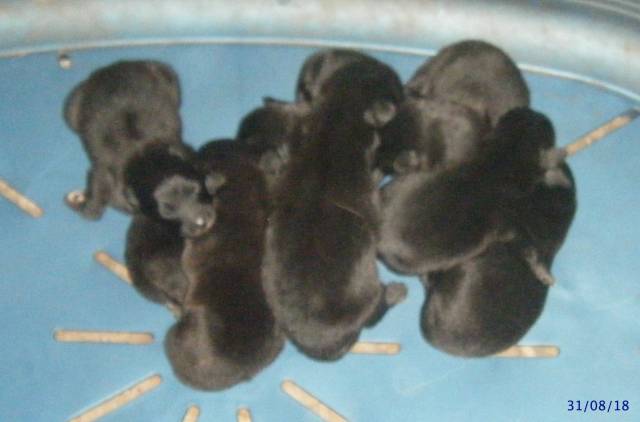 Chiots de race Groenendael à vendre (5 femelles & 3 mâles)