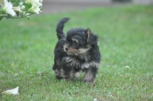 Adorable petite femelle yorkshire terrier