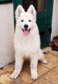 Océane 4 mois Berger Blanc Suisse LOF
