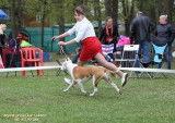 Services Handler. Préparation et présentateur des chiens pour les expositions canine.