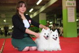 Services Handler. Préparation et présentateur des chiens pour les expositions canine.
