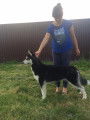 Services Handler. Préparation et présentateur des chiens pour les expositions canine.