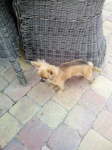 Chihuahua à poils longs à vendre