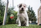 Chiots Bulldogs Américains disponibles