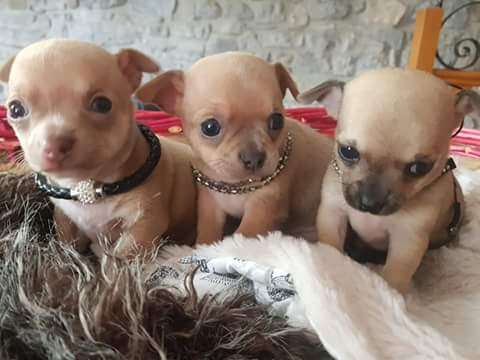 Chiots de type Chihuahua à vendre (1 femelle & 1 mâle)