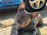 Bouledogue Français bleu disponible pour saillie