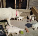 Chiots Berger blanc Suisse LOF à vendre