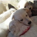 Chiots Berger blanc Suisse LOF à vendre