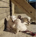Chiots Berger blanc Suisse LOF à vendre