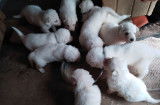 Chiots Berger blanc Suisse LOF à vendre