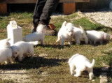 Chiots Berger blanc Suisse LOF à vendre