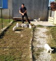 Chiots Berger blanc Suisse LOF à vendre