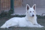 Chiots Berger blanc Suisse LOF à vendre