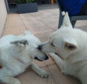 Chiots Berger blanc Suisse LOF à vendre