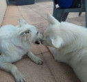 Chiots Berger blanc Suisse LOF à vendre