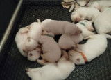 Chiots Berger blanc Suisse LOF à vendre