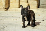 Chiots Bouledogue Français LOF