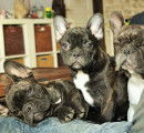 Chiots Bouledogue Français LOF