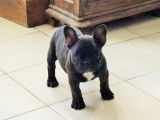 Chiots Bouledogue Français LOF