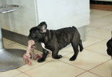 Chiots Bouledogue Français LOF