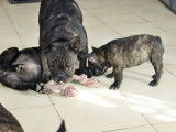 Chiots Bouledogue Français LOF