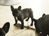 Chiots Bouledogue Français LOF