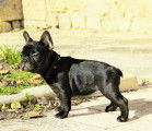 Chiots Bouledogue Français LOF
