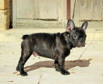 Chiots Bouledogue Français LOF