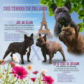 Chiots Bouledogue Français LOF