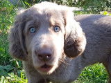 Chiots Braques de Weimar poils longs LOF à vendre